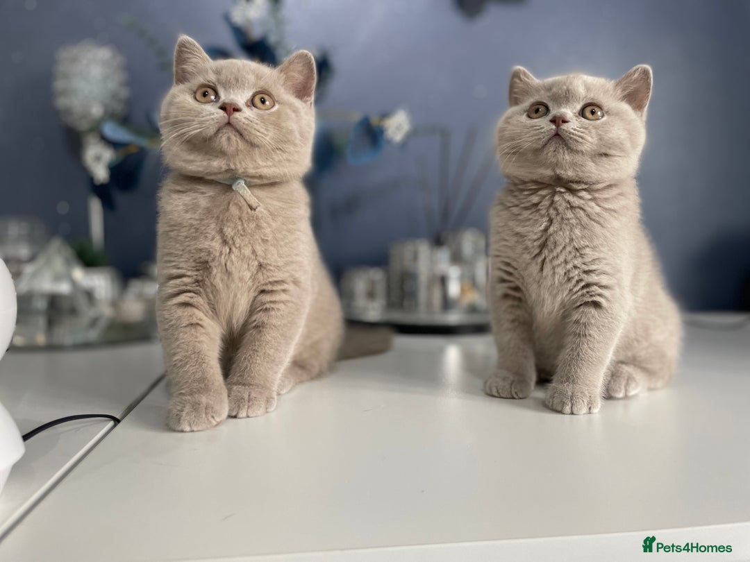 British Shorthair cats for sale: 🔥 BRITISH SHORTHAIR KITTENS BLUE BLACK LILAC CHOC - Image 1