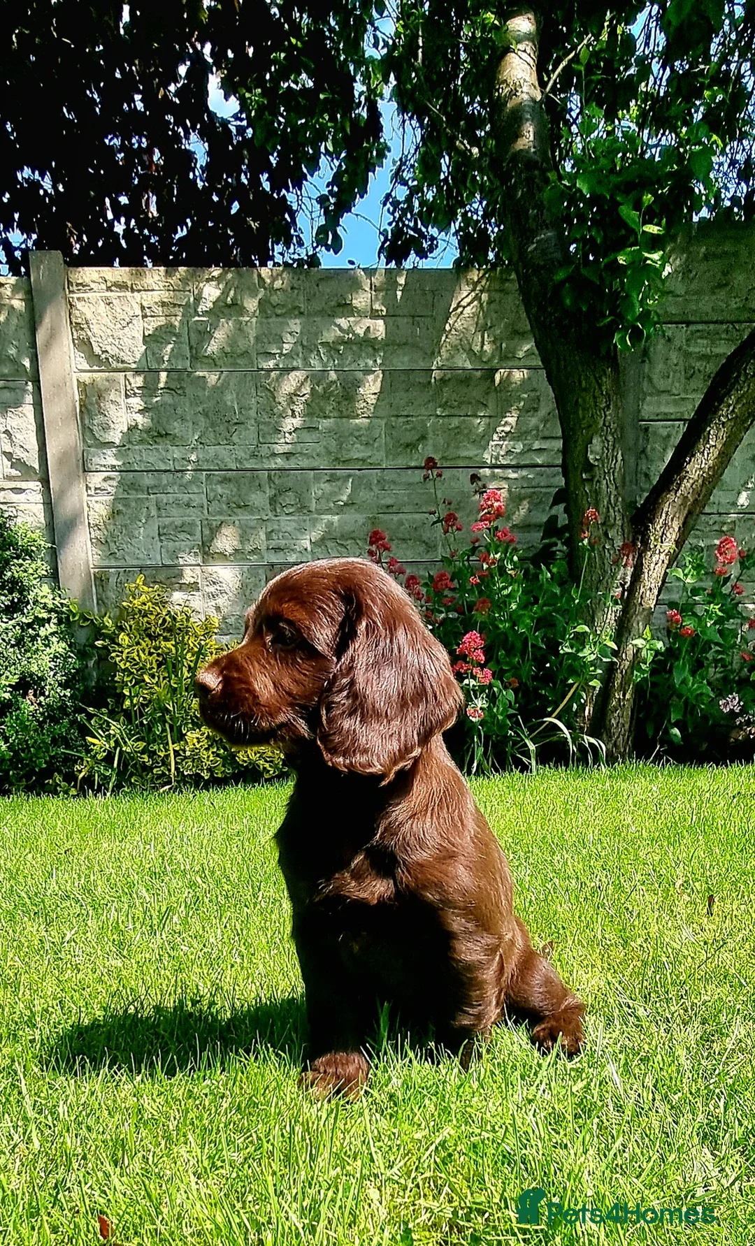 Sprocker dogs for sale: F1 Sprocker Spaniel  - Advert 7