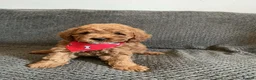 Cavapoo dogs for sale: 6 FOX RED CAVAPOO BOYS READY NOW - Advert 4