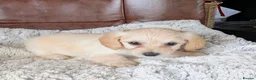 Mixed Breed dogs for sale: 2 blonde girls. Poodle x Biewer Terrier Puppies  - Advert 28