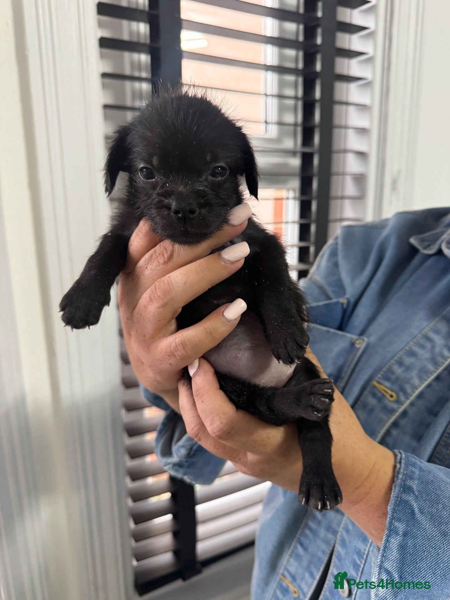 Mixed Breed dogs French bulldog x cockapoo - Advert 1