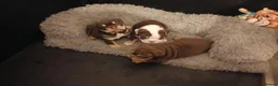 English Bulldog dogs for sale: Gorgeous English Bulldog Puppies Available - Advert 4