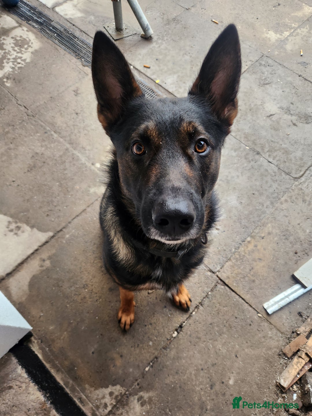 German Shepherd dogs for sale: German shepard  - Advert 1