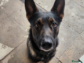 German Shepherd dogs German shepard - Advert 16