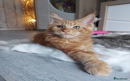 Maine Coon cats for sale: Beautiful XXL Maine-coon kittens 😸 ♥️  - Image 7