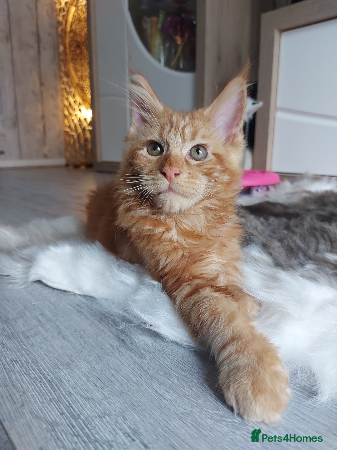 Maine Coon cats for sale: Beautiful XXL Maine-coon kittens 😸 ♥️  - Image 7