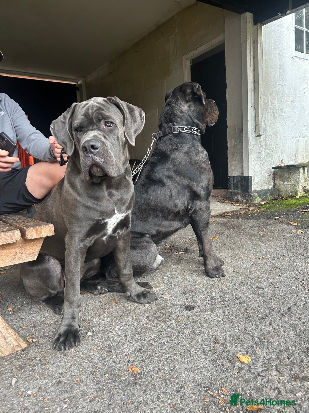 Cane Corso dogs for sale: 9 month old Cane Corso-returned by no fault of his - Image 1