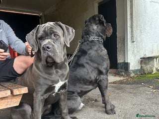 Cane Corso dogs - Advert 24