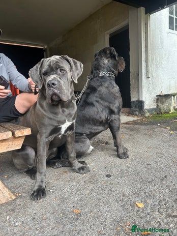 Cane Corso dogs - Advert 1
