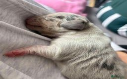 Miniature Dachshund dogs for sale: Only 4 left! Adorable Mini Dachshund Puppies 🐾🐶 - Image 33