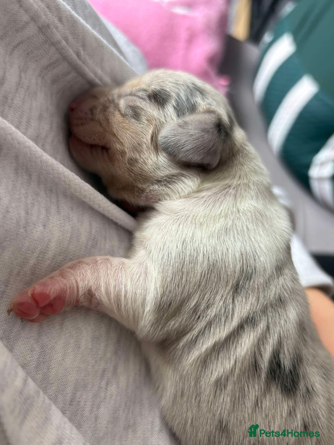 Miniature Dachshund dogs for sale: Only 4 left! Adorable Mini Dachshund Puppies 🐾🐶 - Image 33