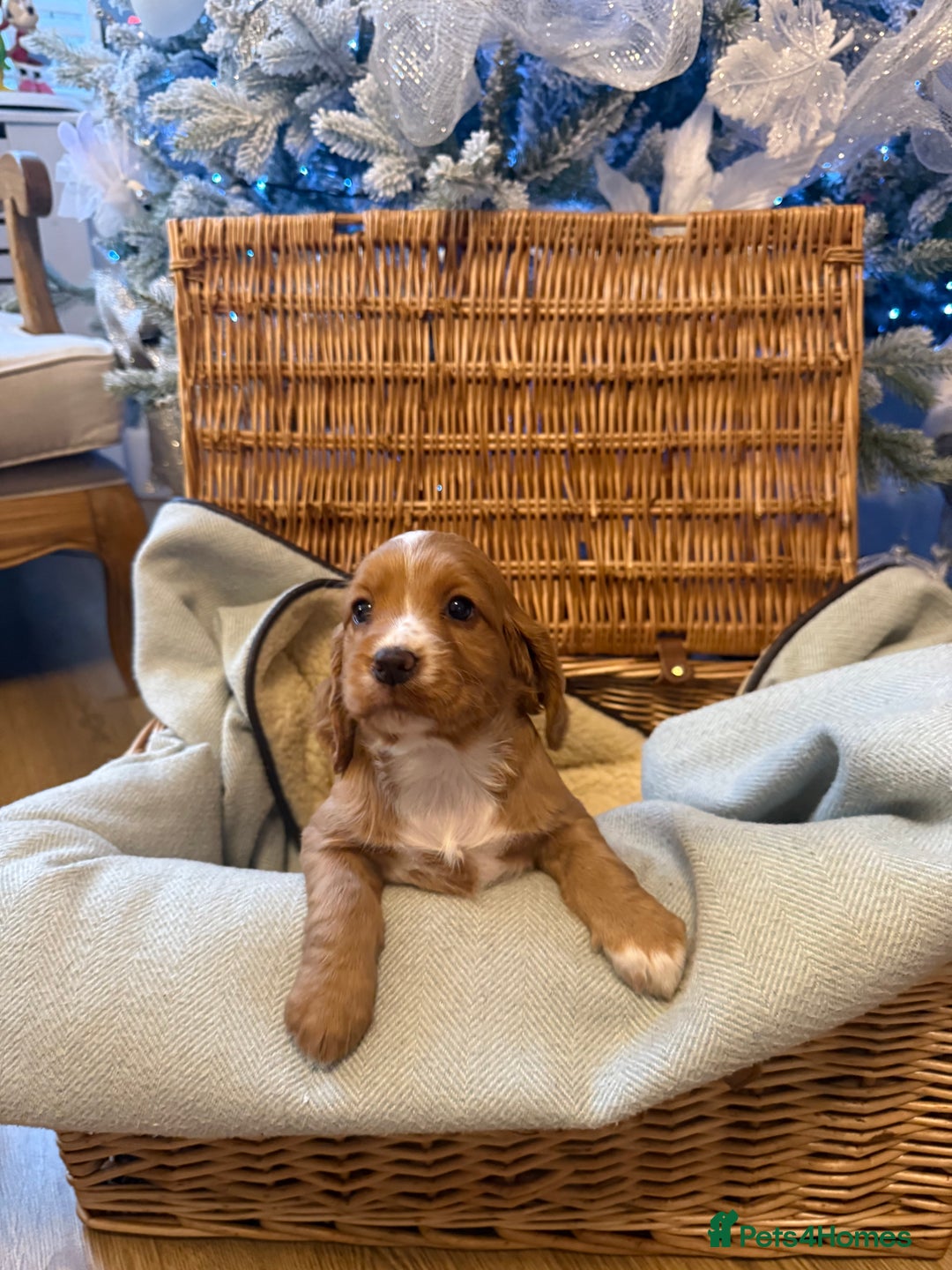 Cocker Spaniel dogs for sale: Working cocker spaniel puppies  - Advert 3