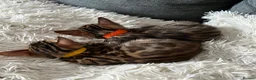 Bengal cats for sale: TICA Registered Bengal Kittens - Advert 12