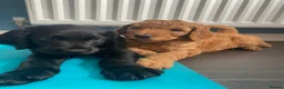 Labradoodle dogs for sale: F1b labradoodle puppies - Advert 8