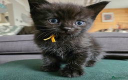 Ragdoll cats for sale: Chunky Ragdoll mix kitten £350.  - Image 2