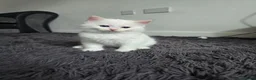 Ragdoll cats for sale: Stunning European bloodline kittens - Advert 3