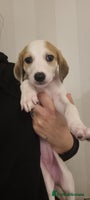 Mixed Breed dogs 7 stunning saluki lurchers puppies 5*amazing homes - Advert 5