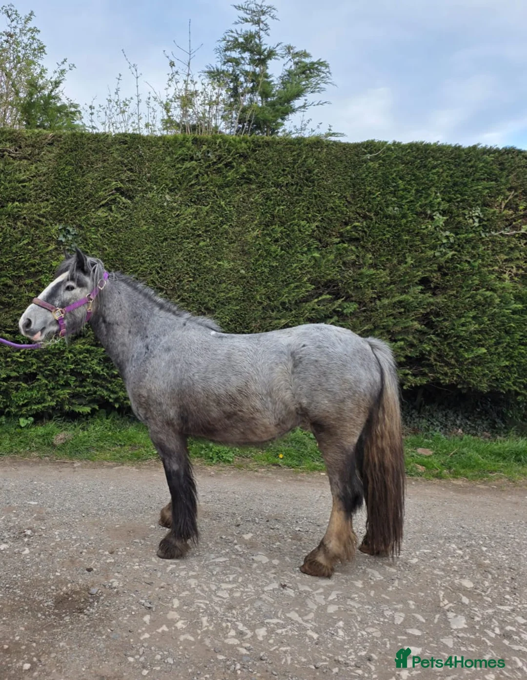 Irish Cob horses for sale: Willow - Advert 1