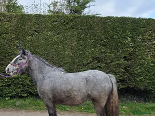 Irish Cob horses Willow - Advert 1