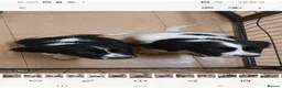 English Springer Spaniel dogs for sale: English Springer Spaniel Puppies - Advert 3