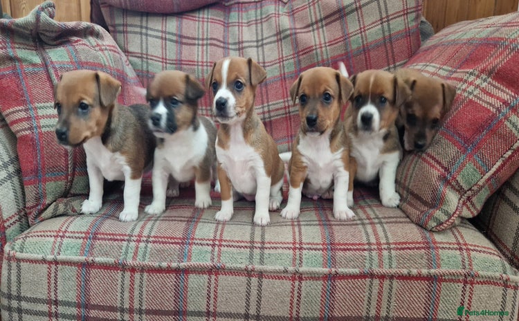 Jack Russell dogs - Advert 2