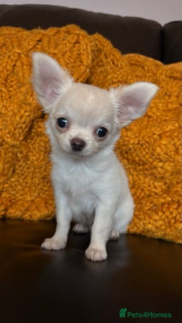 Chihuahua dogs - Advert 3