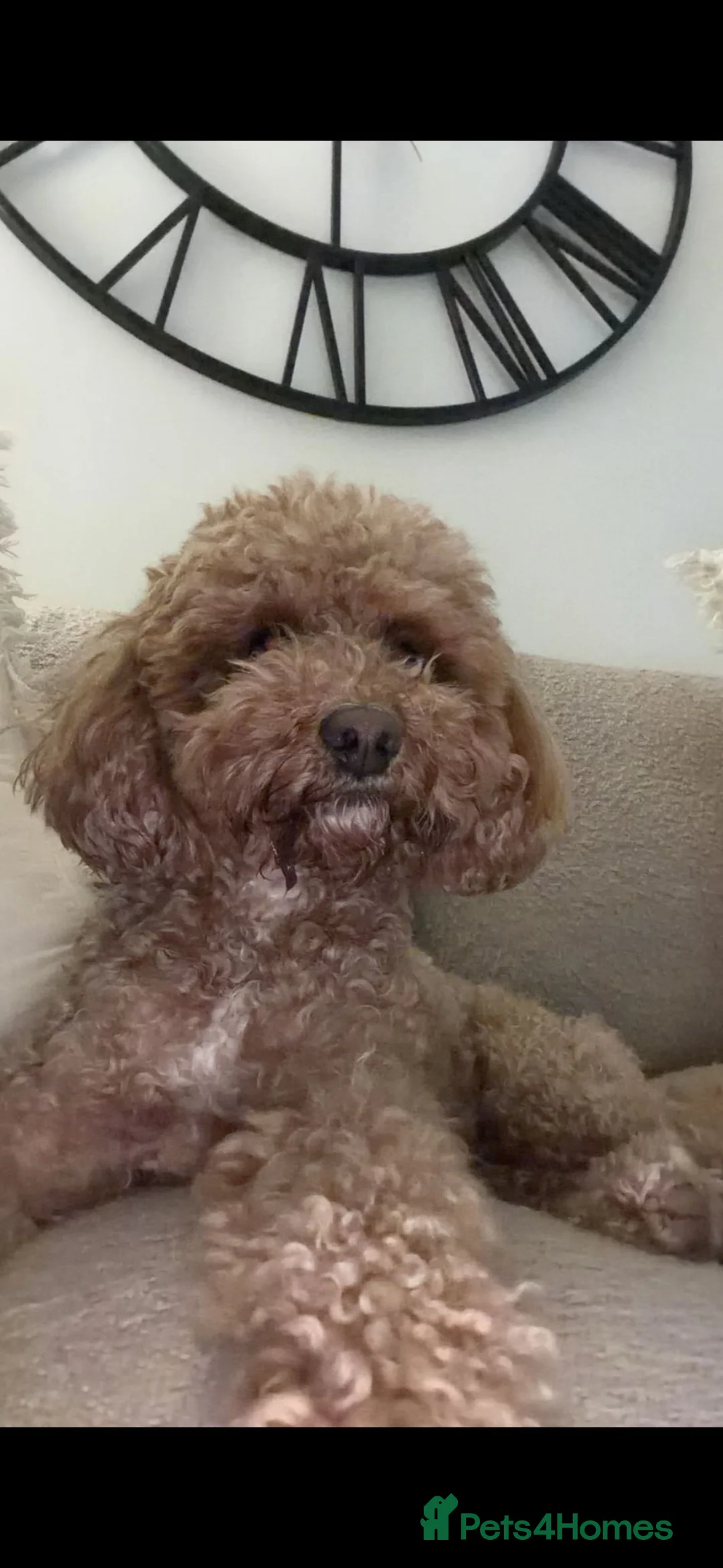 Cavapoo dogs for sale: Cavapoo FB1 females - Advert 2