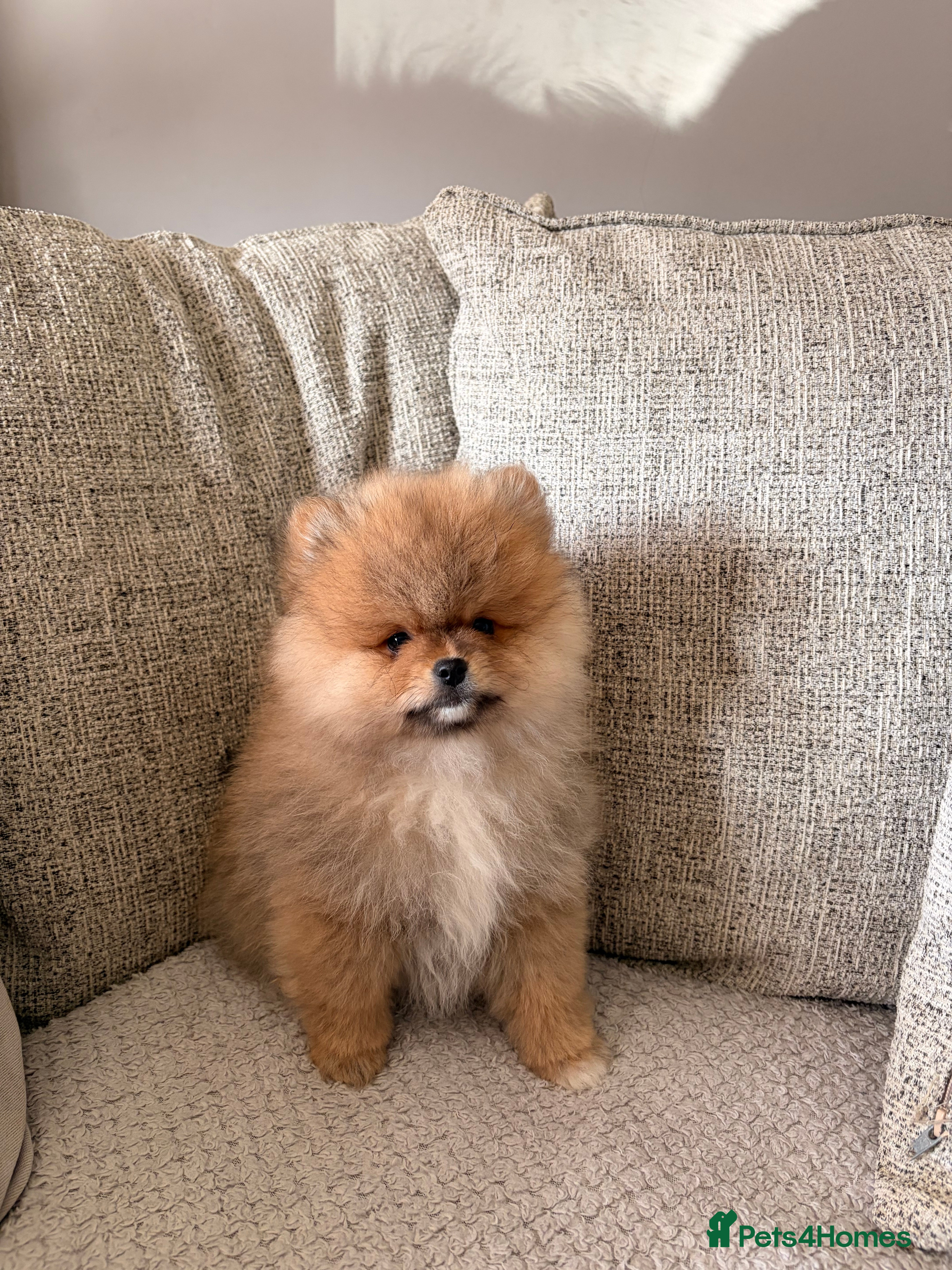 Pomeranian dogs READY NOW!Beautiful Pomeranian babies - Advert 12