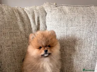 Pomeranian dogs READY NOW!Beautiful Pomeranian babies - Advert 12