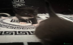 Mixed Breed cats for sale: Toxido kittens  - Image 33