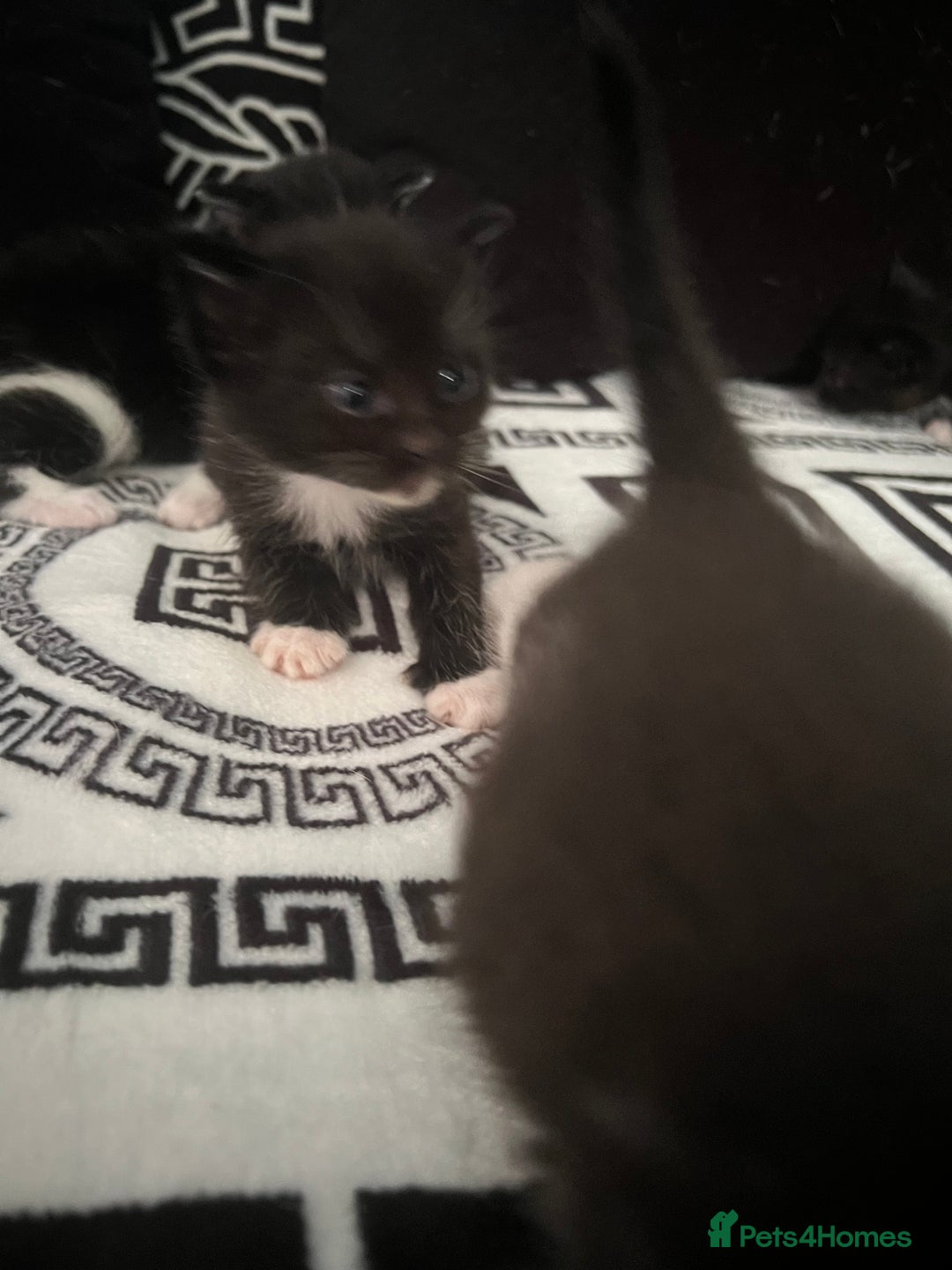 Mixed Breed cats for sale: Toxido kittens  - Image 33