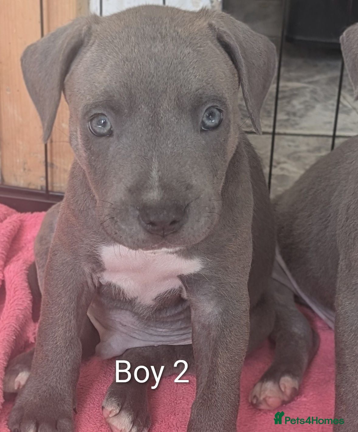Mixed Breed dogs Blue Staffordshire Bull Terrier pups  - Advert 2
