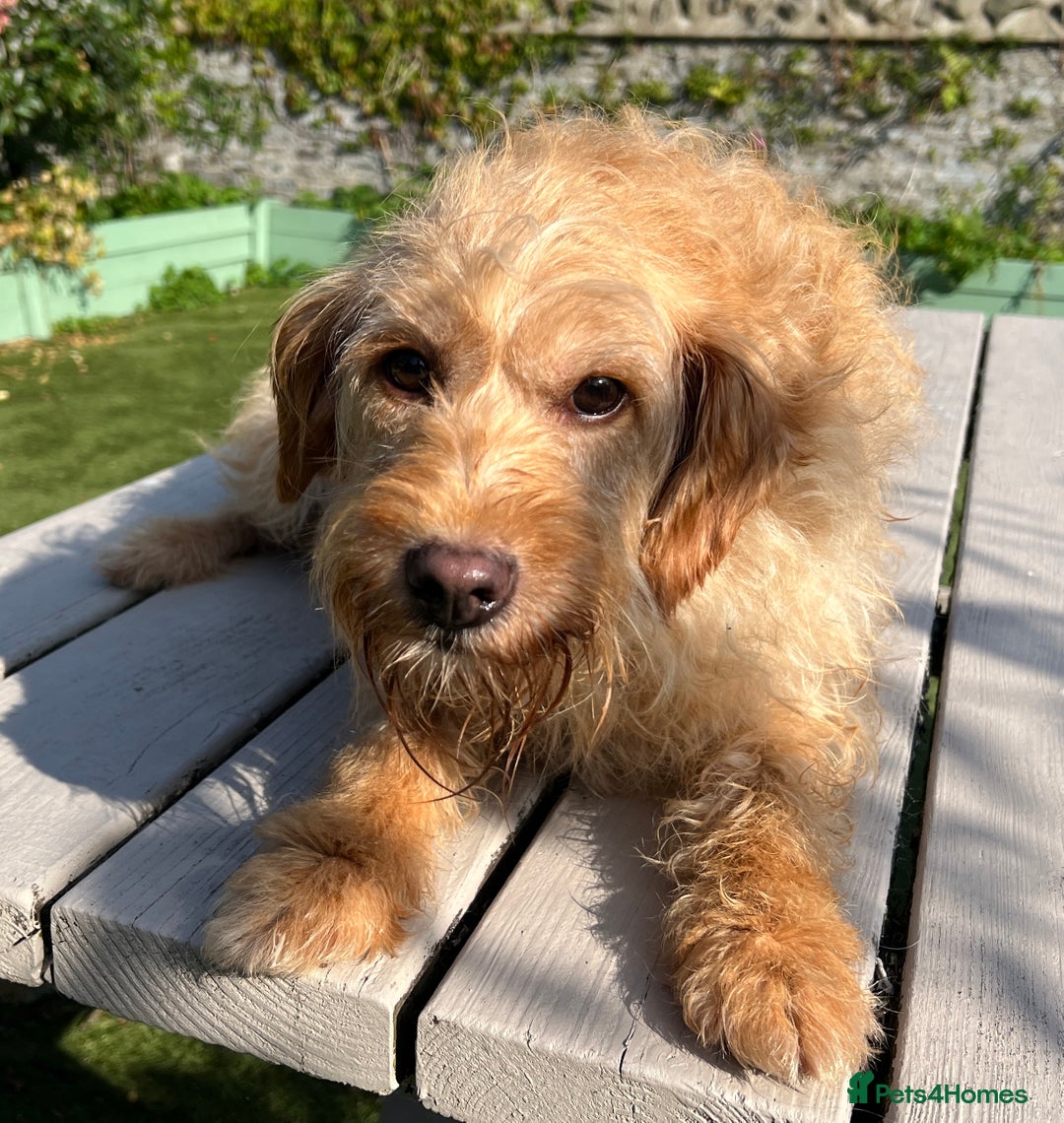 Labradoodle dogs for sale: Stunning F1b mini labradoodles  - Image 5