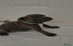 Staffordshire Bull Terrier dogs for sale: Blue Staffs £1,100 Deposit is £245 - Image 13