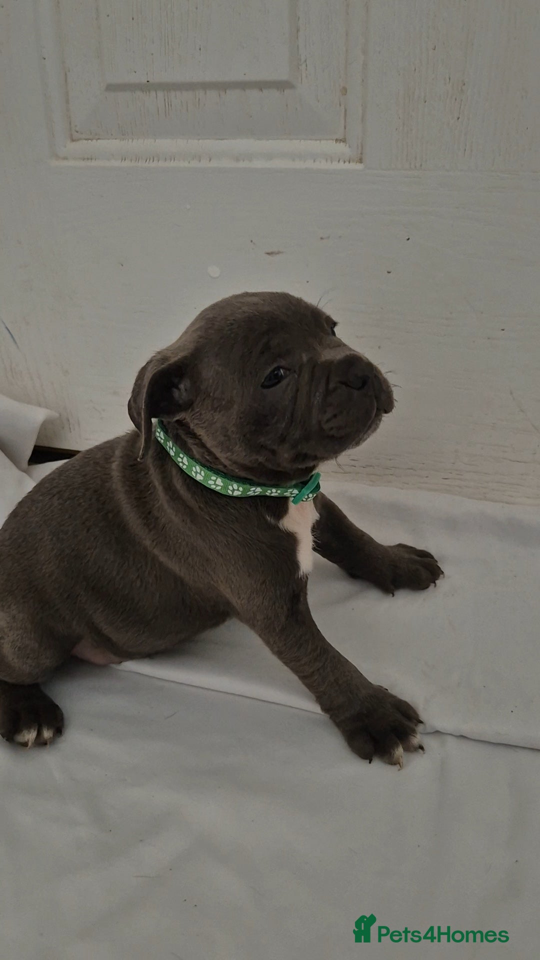 Staffordshire Bull Terrier dogs for sale: Blue Staffs £1,100 Deposit is £245 - Image 13