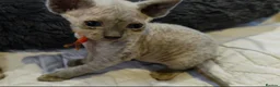 Sphynx cats for sale: Stunning Blue/Grey Sphynx Kitten ** All GONE *** - Advert 25