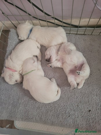 West Highland Terrier dogs - Advert 5