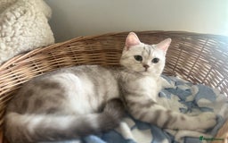 Scottish Fold cats for sale: Beautiful Marble tabby boy  - Image 6