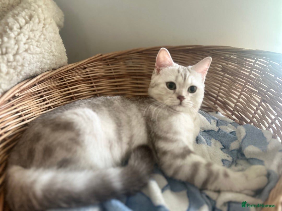 Scottish Fold cats for sale: Beautiful Marble tabby boy  - Image 6