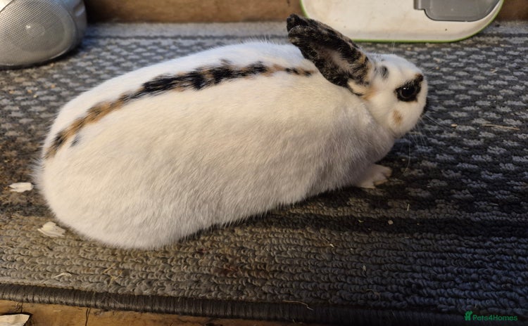 Mixed Breed rabbits - Advert 5