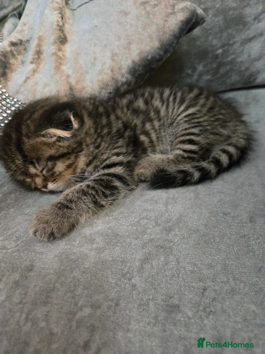 Scottish Fold cats for sale: scottish fold kittens for sale - Advert 10