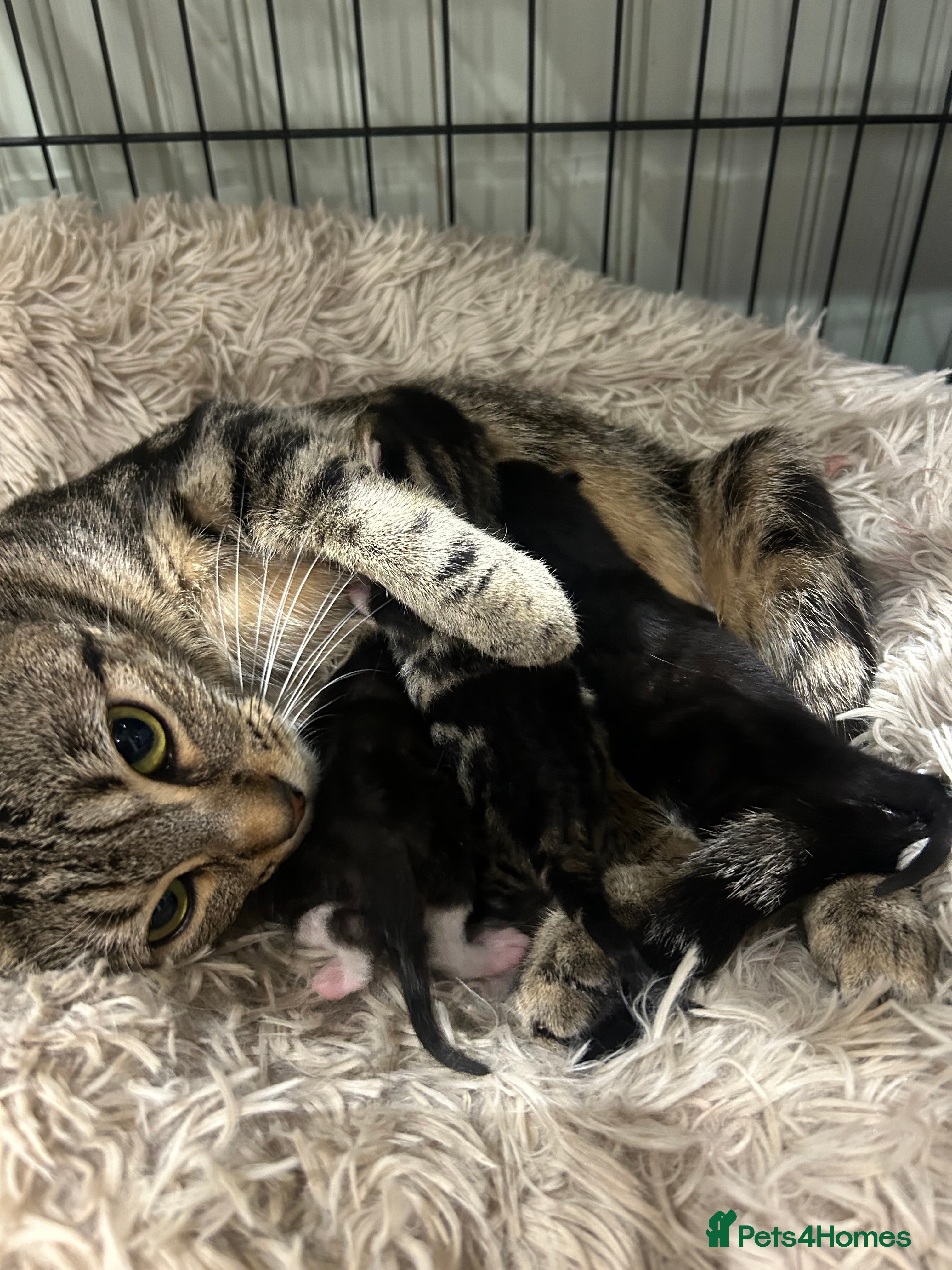 Domestic Shorthair cats Lovely Female Tabby & Tuxedo Kittens - Advert 1