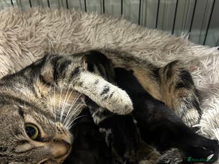 Domestic Shorthair cats Lovely Female Tabby & Tuxedo Kittens - Advert 11