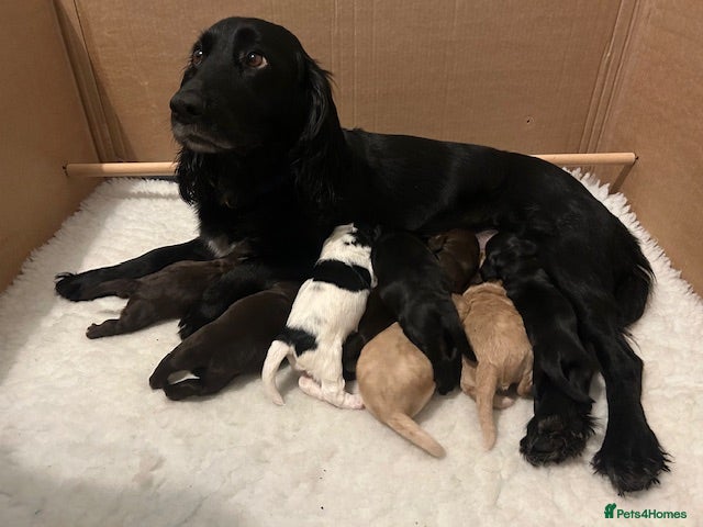 Cocker Spaniel dogs Working cocker spaniels for sale - Advert 2