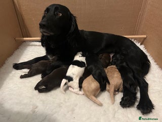Cocker Spaniel dogs Working cocker spaniels for sale - Advert 2