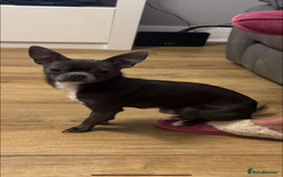 Chihuahua dogs for sale: Blue and white chihuahua boy - Image 3