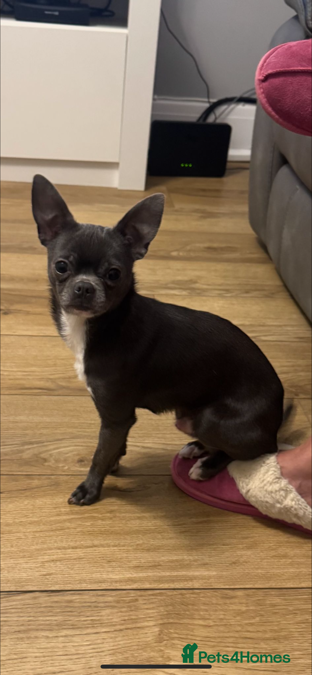 Chihuahua dogs for sale: Blue and white chihuahua boy - Image 3