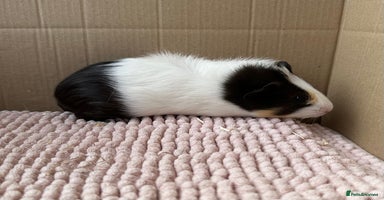 Guinea Pig rodents - Advert 2