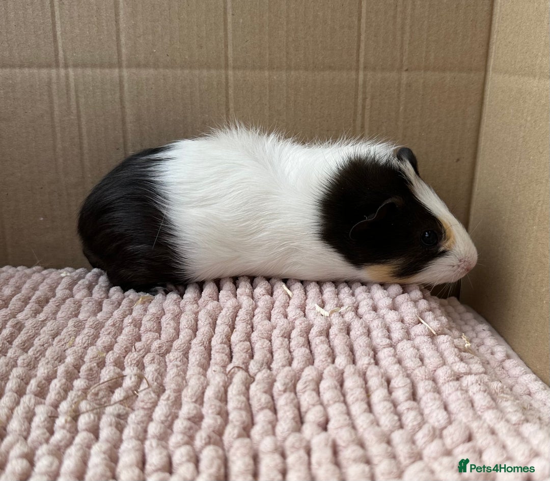 Guinea Pig rodents for sale: Young Guinea pigs  - Image 3