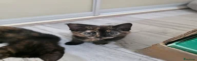 **Tortoiseshell Bengal Cross Girl #1**